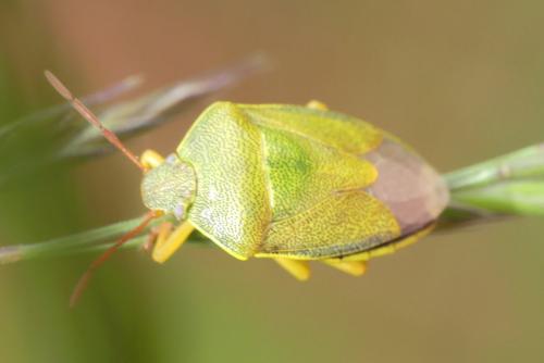 Piezodorus lituratus